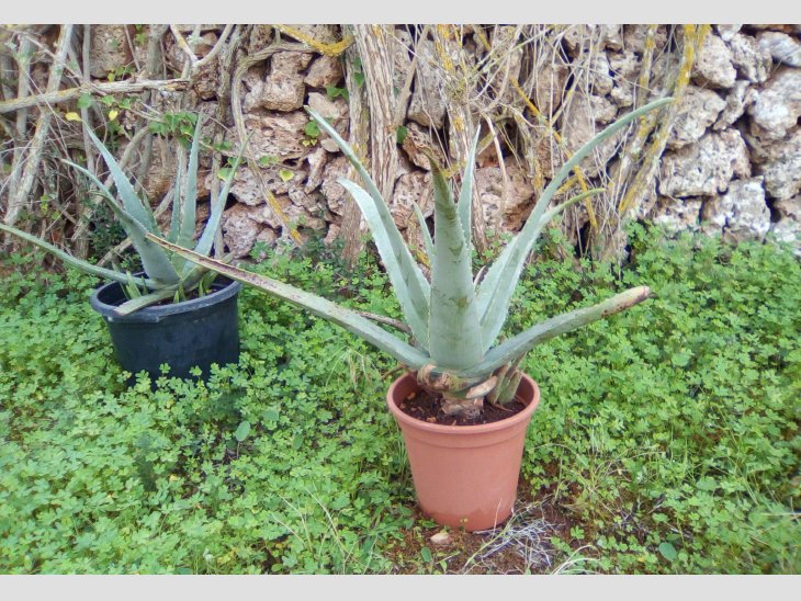 ES VENEN PLANTES D´ALOE VERA