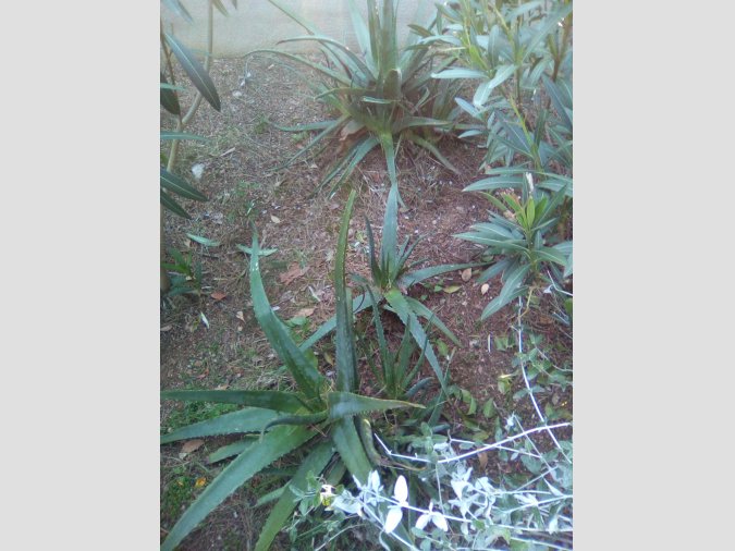 SE VENDEN ACODOS Y PLANTAS DE ALOE VERA