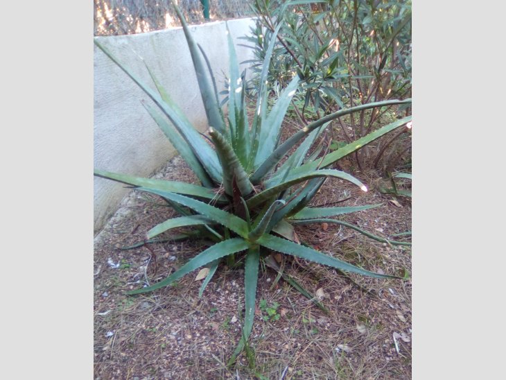 SE VENDEN ACODOS Y PLANTAS DE ALOE VERA 2