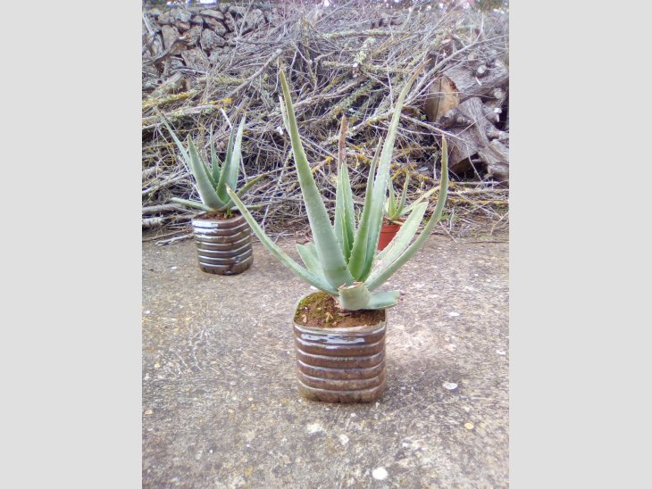 SE VENDEN ACODOS Y PLANTAS DE ALOE VERA 3