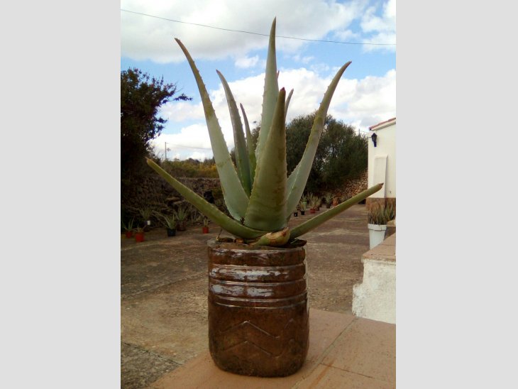 SE VENDEN ACODOS Y PLANTAS DE ALOE VERA 4