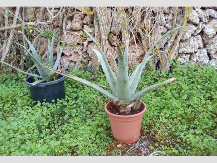 PLANTES D´ALOE VERA i FILLOLS 1