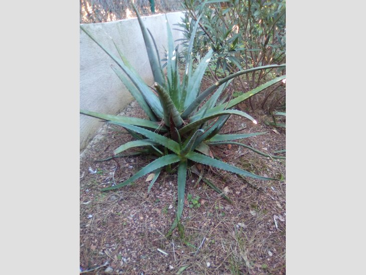 PLANTES D´ALOE VERA i FILLOLS 2