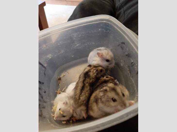 Regalo Hamster rusos 