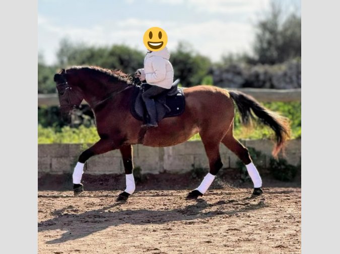 Yegua pura raza española